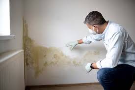 Best Asbestos and Lead Testing During Mold Inspection in Wooster, OH